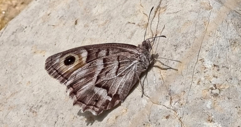 Stregrandje, Hipparchia fidia. Parc Natural de la Pennsula de Llevant, Mallorca, Spanien primo oktober 2022. Fotograf; Oskar Zytnik