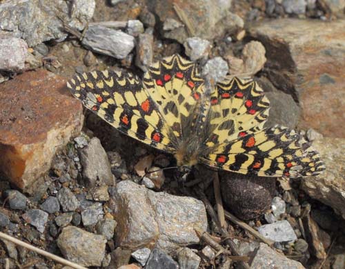 Vestlig Guirlandesommerfugl, Zerynthia rumina. Albuol, Andalusien, Spanien d. 19 marts 2022. Fotograf; L ars Andersen