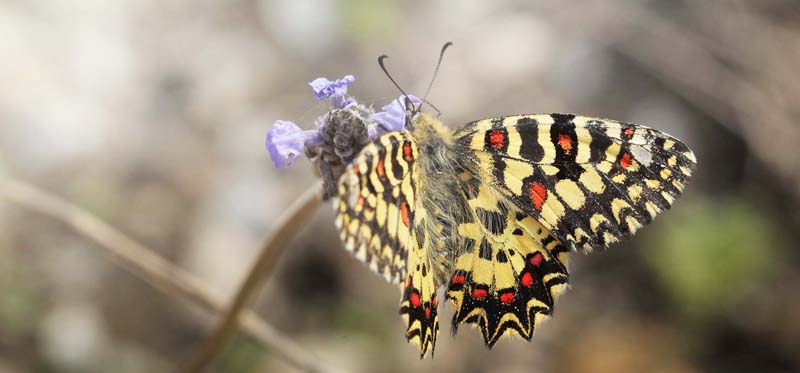 Vestlig Guirlandesommerfugl, Zerynthia rumina. Albuol, Andalusien, Spanien d. 19 marts 2022. Fotograf; L ars Andersen