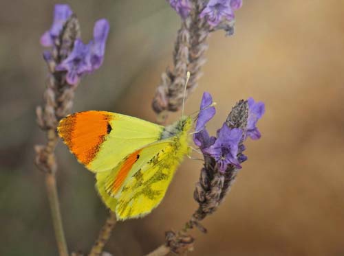 Gul Aurora, Anthocharis euphenoides han, Albuol, Andalusien, Spanien d. 19 marts 2022. Fotograf; Lars Andersen