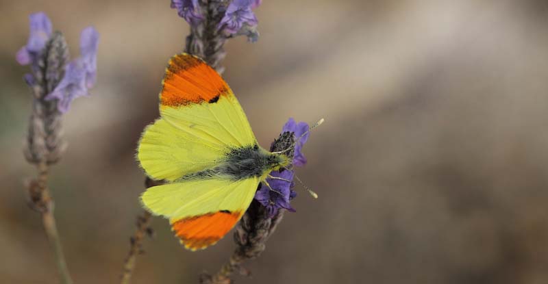 Gul Aurora, Anthocharis euphenoides han, Albuol, Andalusien, Spanien d. 19 marts 2022. Fotograf; Lars Andersen