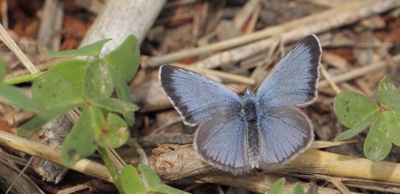 Sortjet Klverblfugl, Glaucopsyche melanops han. Albuol, Andalusien, Spanien d. 19  marts 2022. Fotograf; Lars Andersen