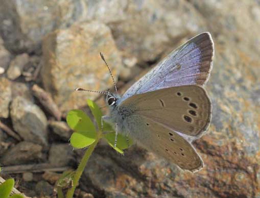 Sortjet Klverblfugl, Glaucopsyche melanops han. Albuol, Andalusien, Spanien d. 20  marts 2022. Fotograf; Lars Andersen