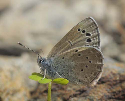 Sortjet Klverblfugl, Glaucopsyche melanops han. Albuol, Andalusien, Spanien d. 20  marts 2022. Fotograf; Lars Andersen