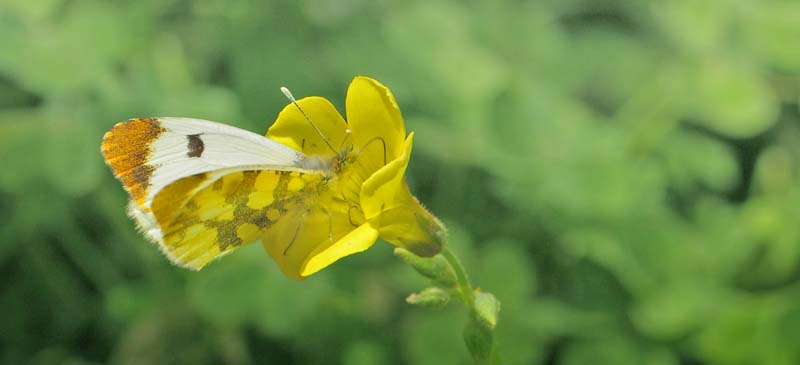 Gul Aurora, Anthocharis euphenoides hun, Albuol, Andalusien, Spanien d. 20 marts 2022. Fotograf; Lars Andersen