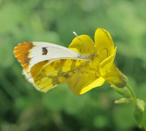 Gul Aurora, Anthocharis euphenoides hun, Albuol, Andalusien, Spanien d. 20 marts 2022. Fotograf; Lars Andersen