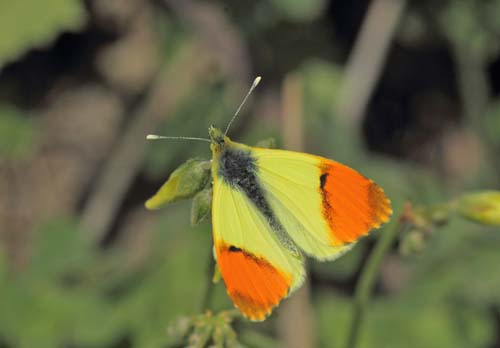 Gul Aurora, Anthocharis euphenoides han, Albuol, Andalusien, Spanien d. 20 marts 2022. Fotograf; Lars Andersen