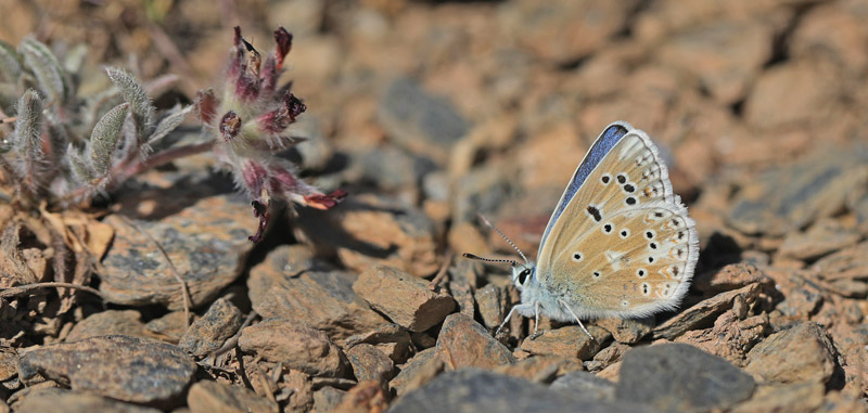 Nevadas Blfugl, Polyommatus golgus. Sierra Nevada, Andalusien, Spanien medio juni 2022. Fotograf; Kim Duus