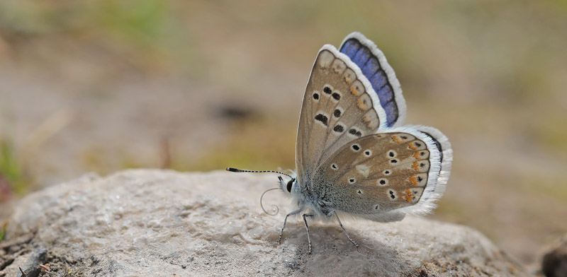 Nevadas Blfugl, Polyommatus golgus. Sierra Nevada, Andalusien, Spanien medio juni 2022. Fotograf; Kim Duus