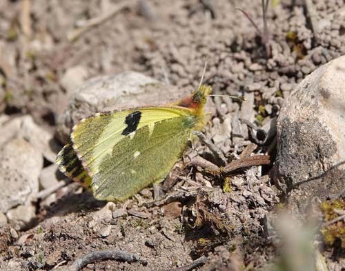 Spansk Gul Sorttip, Euchloe (Elphinstonia) bazae ssp. iberae. Candasnos, Aragon, Spanien d. 8 april 2022. Fotograf; Emil Bjerregaard