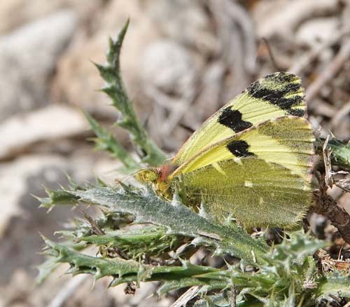 Spansk Gul Sorttip, Euchloe (Elphinstonia) bazae ssp. iberae. Candasnos, Aragon, Spanien d. 8 april 2022. Fotograf; Emil Bjerregaard