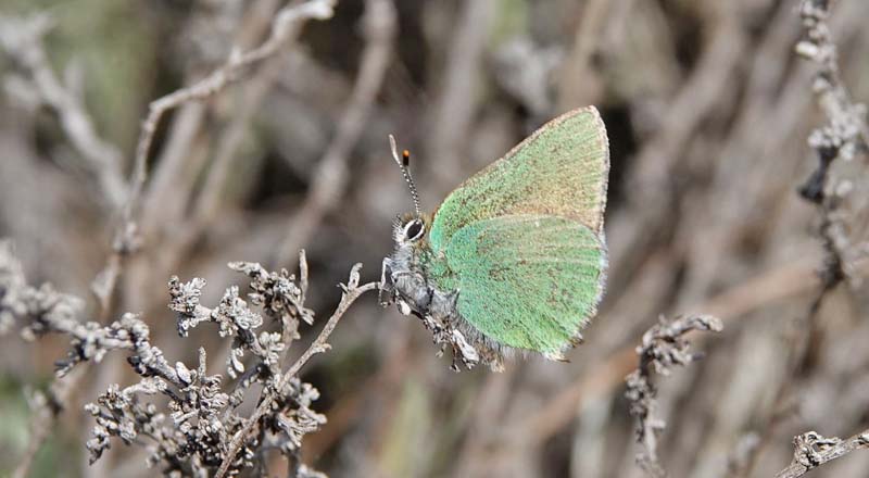 Grøn Busksommerfugl, Callophrys rubi ssp. fervida (Staudinger, 1901). Candasnos, Prov. Huesca, Aragón, Spanien d. 8 april 2022. Fotograf; Emil Bjerregaard