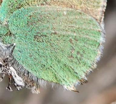 Grn Busksommerfugl, Callophrys rubi ssp. fervida (Staudinger, 1901). Candasnos, Prov. Huesca, Aragn, Spanien d. 8 april 2022. Fotograf; Emil Bjerregaard