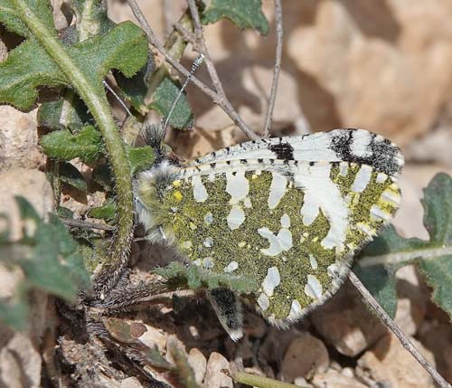 Vestlig Plethvidvinge, Euchloe crameri.  Candasnos, Aragon, Spanien d. 8 april 2022. Fotograf; Emil Bjerregaard