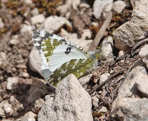 Vestlig Plethvidvinge, Euchloe crameri. Candasnos, Aragon, Spanien d. 8 april 2022. Fotograf; Emil Bjerregaard