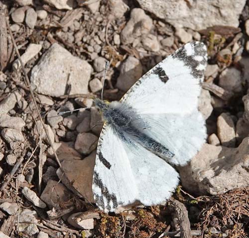 Vestlig Plethvidvinge, Euchloe crameri.  Candasnos, Aragon, Spanien d. 8 april 2022. Fotograf; Emil Bjerregaard