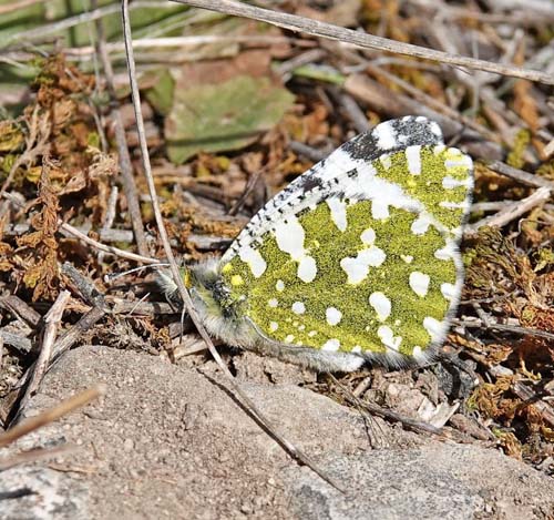 Vestlig Plethvidvinge, Euchloe crameri hun.  Candasnos, Aragon, Spanien d. 8 april 2022. Fotograf; Emil Bjerregaard