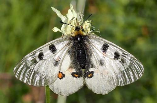 Kaukasus Apollo, Parnassius nordmanni (Latreille,1802) hun. Mount Cheget 2750m., Terksol, Nordkaukasus, Rusland d 17  august 2018. Fotograf; Pamela Sai