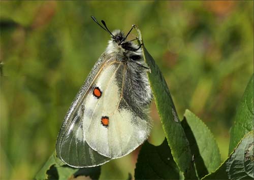 Kaukasus Apollo, Parnassius nordmanni (Latreille,1802) han. Mount Cheget 2750m., Terksol, Nordkaukasus, Rusland d  21 august 2018. Fotograf; Pamela Sai