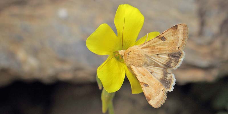 Skjold Trk-Ugle, Heliothis peltigera. Albuol, Andalusien, Spanien d. 19 marts 2022. Fotograf; Lars Andersen