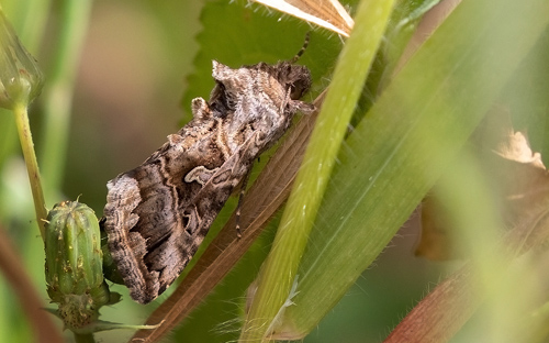 Cornutiplusia circumflexa (Linnaeus, 1767). Funchal, Madeira d. 24 marts 2022. Fotograf; Knud Ellegaard