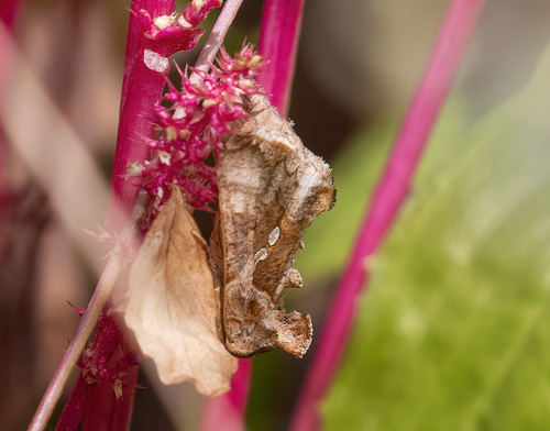 Chrysodeixis acuta (Walker, 1858). Funchal, Madeira d. 27 marts 2022. Fotograf; Knud Ellegaard