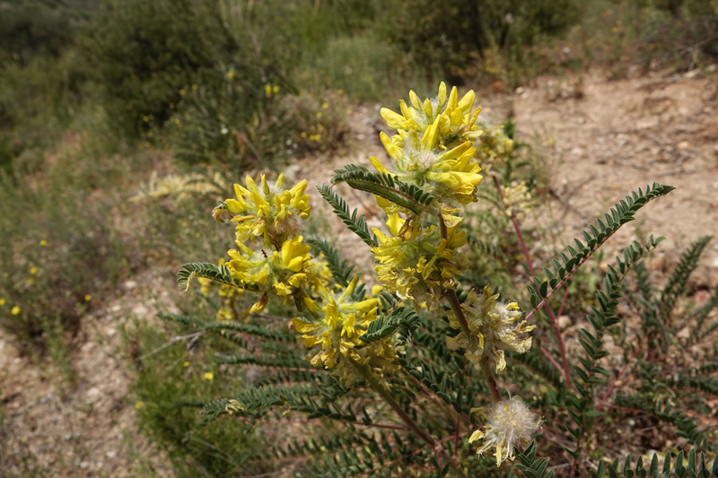 Spansk Rvehale, Astragalus alopecuroides. Campo Real, Madrid, Spanien  ultimo maj 2022. Fotograf; Emil Bjerregrd