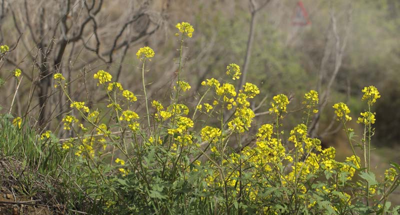 Skjold-Sennep, Biscutella laevigata. Albuol, Andalusien, Spanien d. 20 marts 2022. Fotograf; Lars Andersen