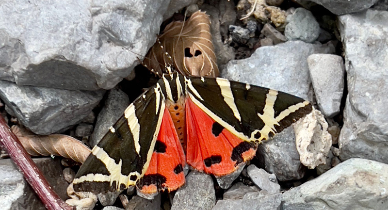 Rhodos Bjørn, Euplagia quadripunctaria (Poda, 1761) han. Scala, Amalfikysten syd for Napoli, Italien ultimo august 2022. Fotograf; Per Vindis