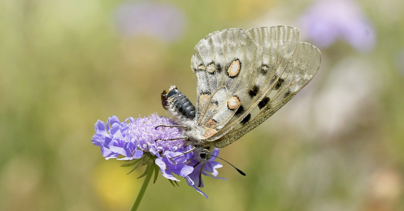 Apollo, Parnassius apollo ssp. pyrenaica (Harcourt-Bath, 1896) hun. Cirque de Garvarnie 1503 m., Garvarnie-Gdre, Pyrenerne Frankrig d. 18 juli 2022. Fotograf; John Vergo