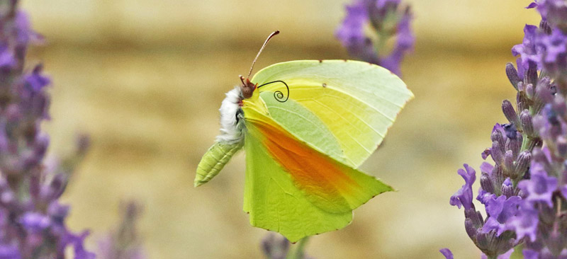 Orange Citronsommerfugl, Gonepteryx cleopatra han. Pestous, Saint-Vincent-d'Olargues, Haut-Languedoc, Frankrig ultimo juni 2022. Fotograf; Henrik S Larsen