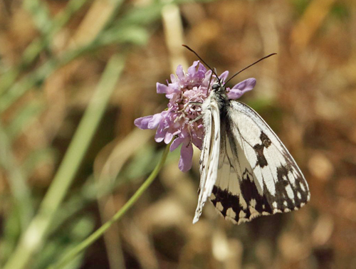 Iberisk Skakbrætrandøje, Melanargia lachesis. Pestous, Saint-Vincent-d'Olargues, Haut-Languedoc, Frankrig ultimo juni 2022. Fotograf; Henrik S Larsen