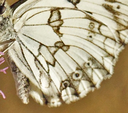 Iberisk Skakbrætrandøje, Melanargia lachesis. Pestous, Saint-Vincent-d'Olargues, Haut-Languedoc, Frankrig ultimo juni 2022. Fotograf; Henrik S Larsen