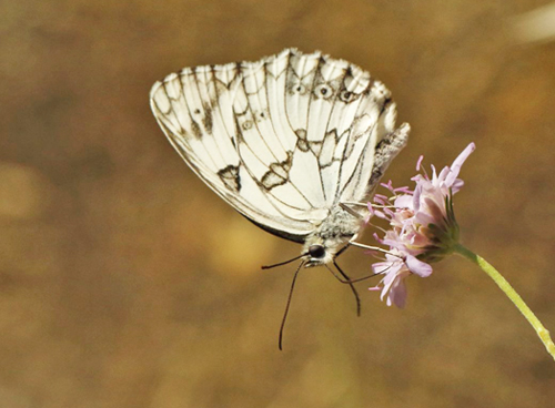 Iberisk Skakbrætrandøje, Melanargia lachesis. Pestous, Saint-Vincent-d'Olargues, Haut-Languedoc, Frankrig ultimo juni 2022. Fotograf; Henrik S Larsen