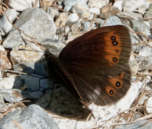 Hvidbåndet Bjergrandøje, Erebia meolans han. Vinadio, Nord-Ovest Italien d. 2 juli 2022. Fotograf; John Vergo