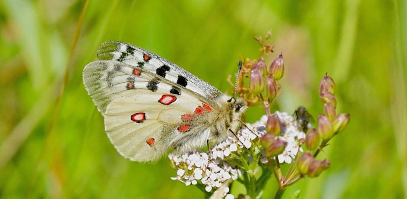 Alpeapollo, Parnassius sacerdos han. Uvernet-Fours hjde 2044m., Parc de Mercantour, Alpes-Maritimes, Frankrig d. 5 juli 2022. Fotograf; John Vergo