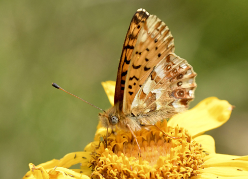 Balkanperlemorsommerfugl, Boloria graeca. Col de Lombarde 2250m., Alpes-Maritimes, Frankrig d. 30 juni 2022. Fotograf; John Vergo