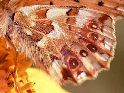 Balkanperlemorsommerfugl, Boloria graeca. Col de Lombarde 2250m., Alpes-Maritimes, Frankrig d. 30 juni 2022. Fotograf; John Vergo