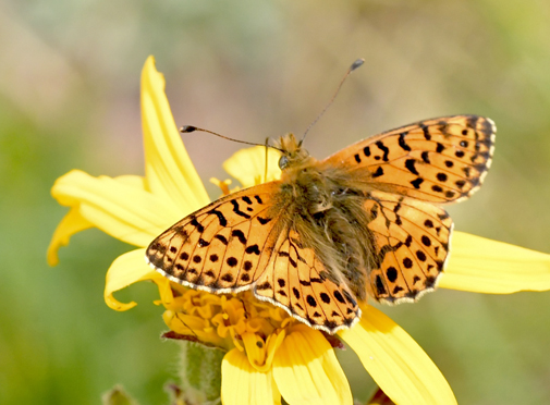 Balkanperlemorsommerfugl, Boloria graeca. Col de Lombarde 2250m., Alpes-Maritimes, Frankrig d. 30 juni 2022. Fotograf; John Vergo