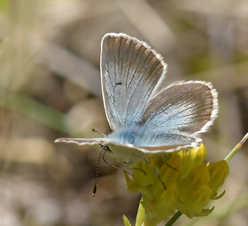 Turkis Blfugl, Aricia nicias han. Vinadio, Nord-Ovest Italien (p vej mod Col de Lombarde fra den Italienske side) d. 1 juli 2022.