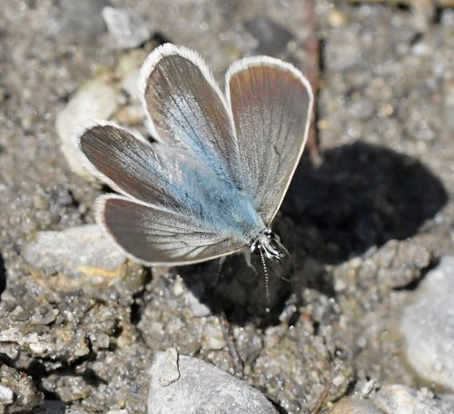 Turkis Blåfugl, Aricia nicias han. Entraunes 1788m., Parc Mercantour, Frankrig d. 5juli 2022. Fotograf: John Vergo