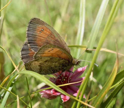 Sølvbåndet Bjergrandøje, Erebia aethiopellus. Col Agnel 2574m., Parc Queyras Hautes-Alpes, France d. 6 juli 2022. Fotograf; John Vergo