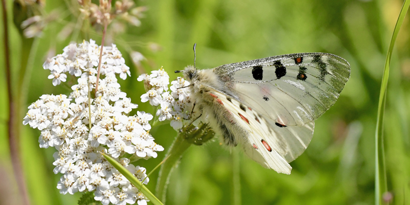 Alpeapollo, Parnassius sacerdos han. Uvernet-Fours hjde 2044m., Parc de Mercantour, Alpes-Maritimes, Frankrig d. 5 juli 2022. Fotograf; John Vergo