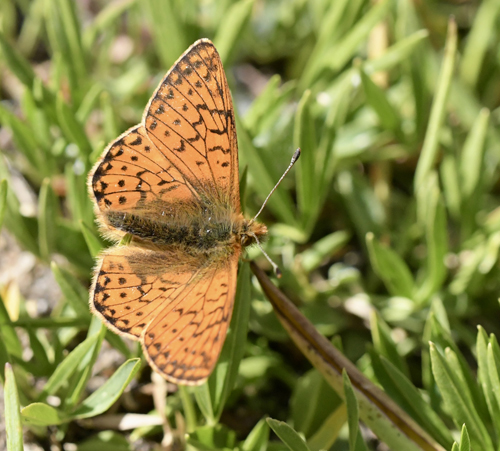 Fjeldperlemorsommerfugl, Boloria napaea. Rserve de Ristolas Mont Viso 2574m., Molines-en-Queyras, Hautes-Alpes, Frankrig d. 6 juli 2022. Fotograf; John Vergo