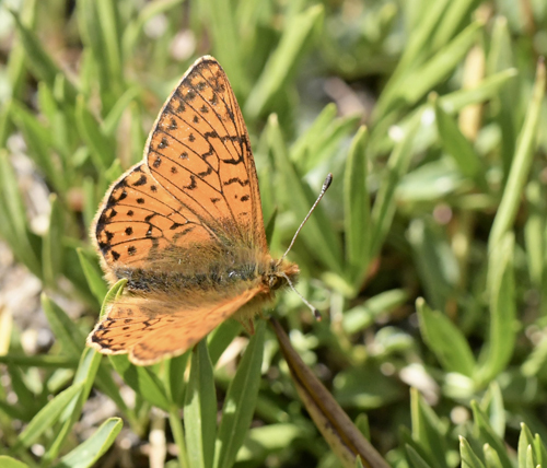 Fjeldperlemorsommerfugl, Boloria napaea. Rserve de Ristolas Mont Viso 2574m., Molines-en-Queyras, Hautes-Alpes, Frankrig d. 6 juli 2022. Fotograf; John Vergo