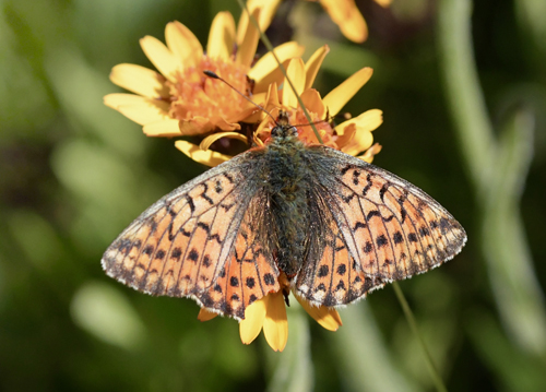 Fjeldperlemorsommerfugl, Boloria napaea. Rserve de Ristolas Mont Viso 2574m., Molines-en-Queyras, Hautes-Alpes, Frankrig d. 6 juli 2022. Fotograf; John Vergo