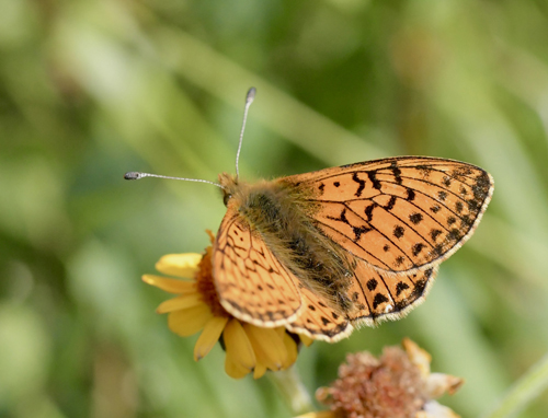 Alpeperlemorsommerfugl, Boloria pales han. Rserve de Ristolas Mont Viso?, ?Molines-en-Queyras?, Hautes-Alpes,Frankrig d. 6 juli 2022. Fotograf; John Vergo