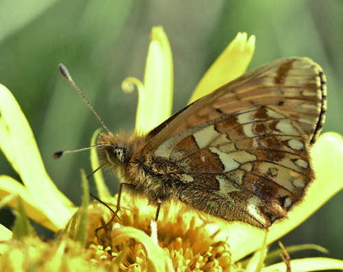 Fjeldperlemorsommerfugl, Boloria napaea. Rserve de Ristolas Mont Viso 2574m., Molines-en-Queyras, Hautes-Alpes, Frankrig d. 6 juli 2022. Fotograf; John Vergo