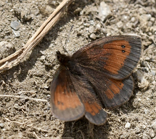 Sølvbåndet Bjergrandøje, Erebia aethiopellus. Col Agnel 2574m., Parc Queyras Hautes-Alpes, France d. 6 juli 2022. Fotograf; John Vergo