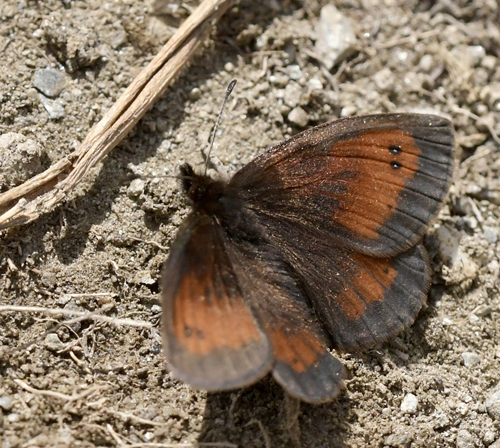 Slvbndet Bjergrandje, Erebia aethiopellus. Col Agnel 2574m., Parc Queyras Hautes-Alpes, France d. 6 juli 2022. Fotograf; John Vergo